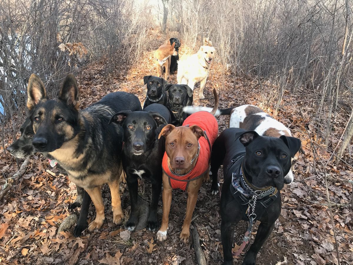 Dogs enjoying a group walk in autumn