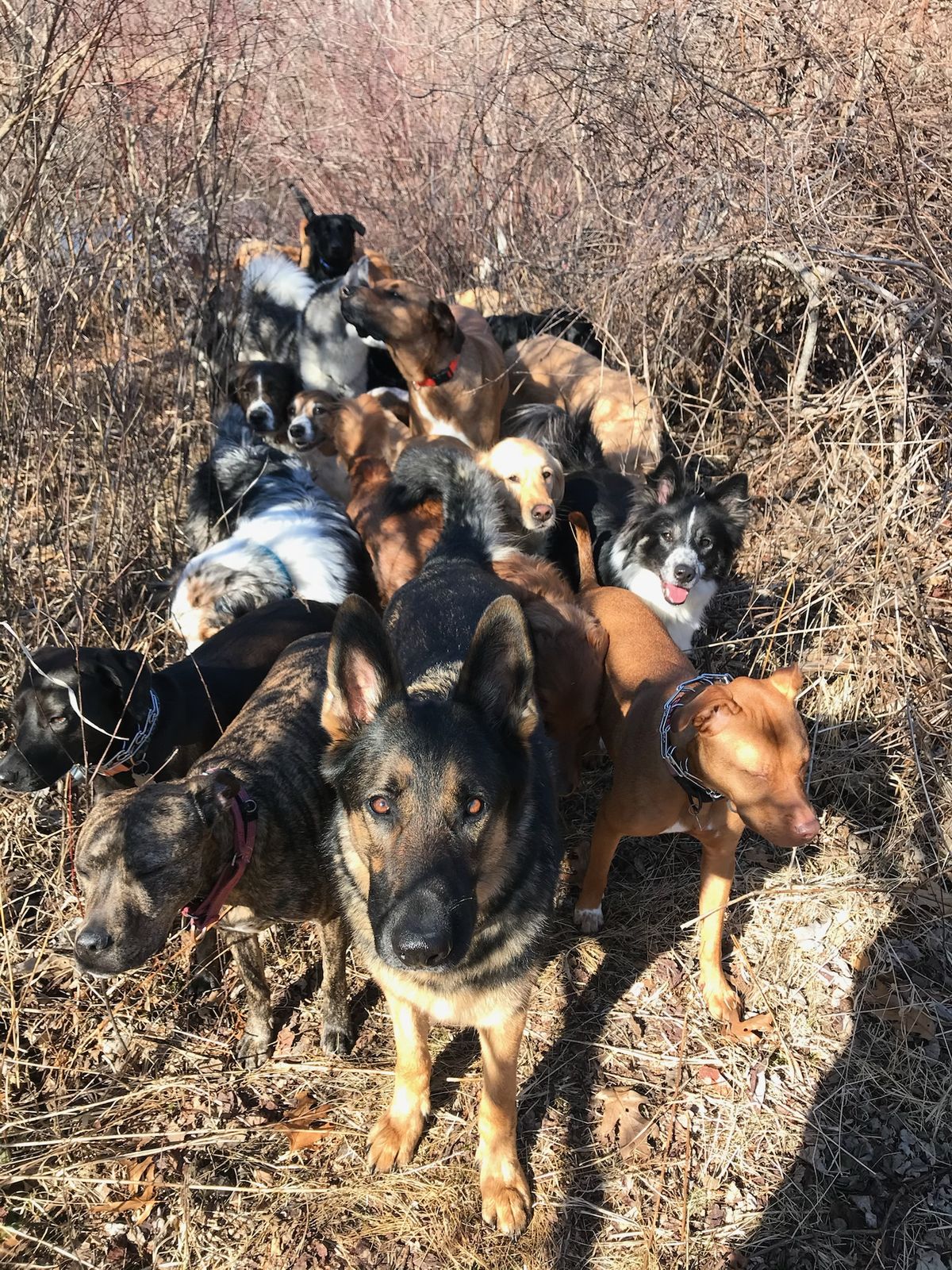 Pack of happy dogs on a trail walk on the South Shore