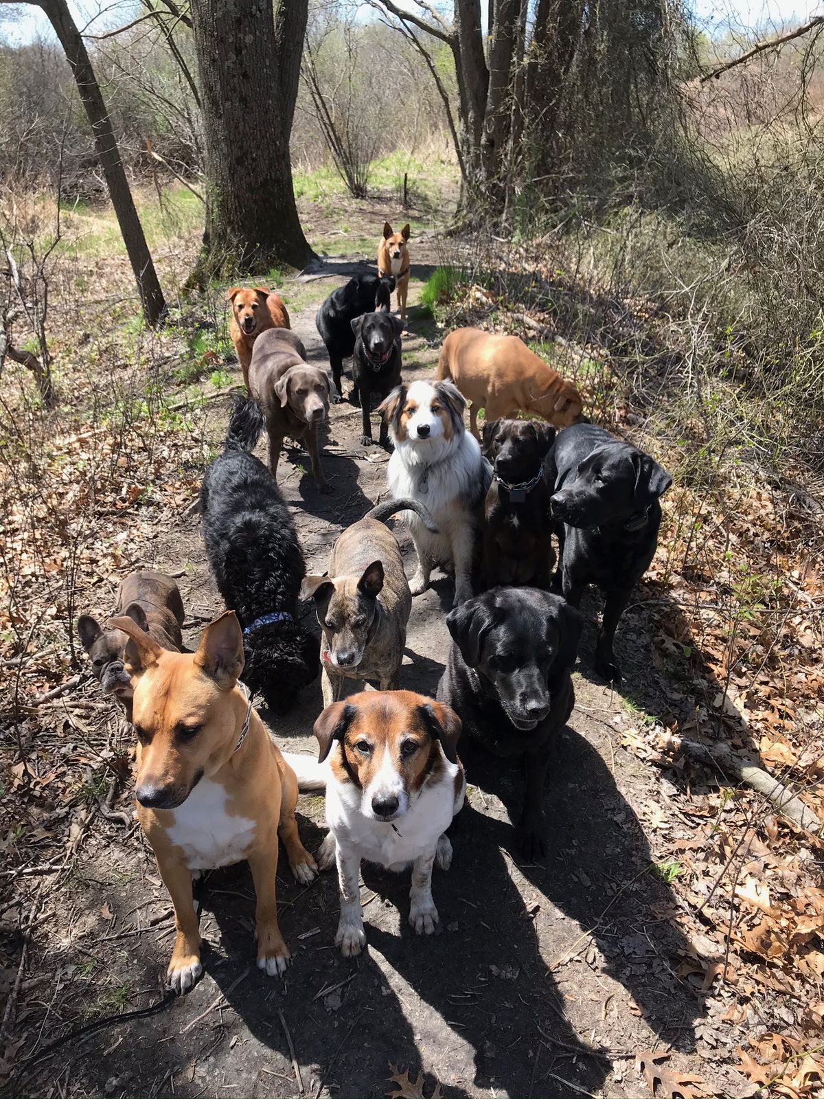 Pack of dogs on a walk through the woods